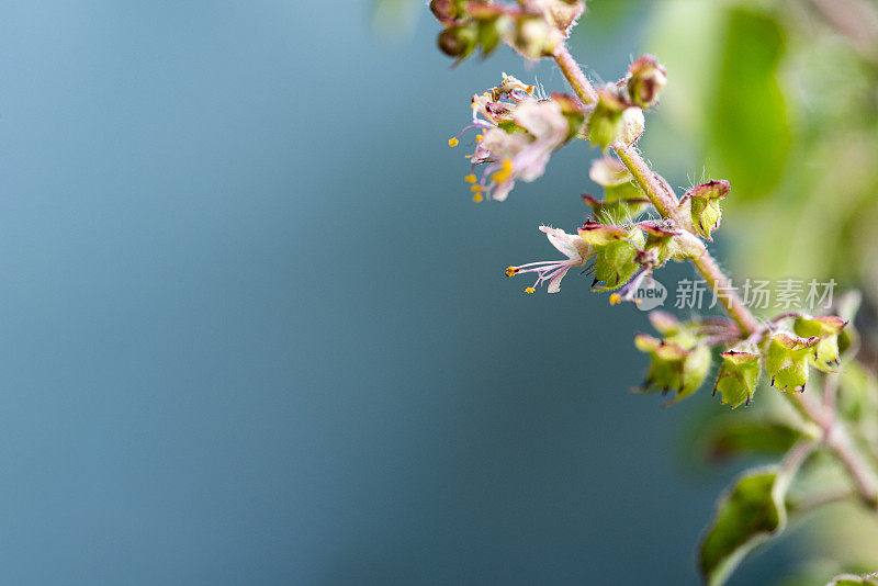 开花的克利须那图西，圣罗勒或图拉西(Ocimum Sanctum)